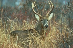 800px-Adult_white_tailed_deer_buck_odocoileus_virginianus