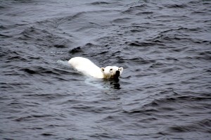 800px-Polar_bear_arctic