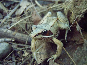 800px-Wood_frog