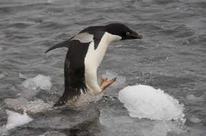 Adelie penguin; Paulet Island, Antarctic..........