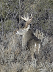 North Dakota Deer