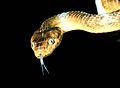 120px-Brown_tree_snake_Boiga_irregularis_2_USGS_Photograph