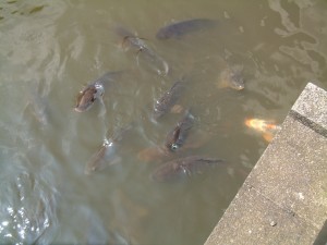 overpopulated carp cause many problems to watersheds