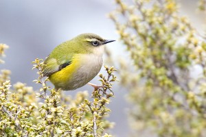 Rock_wren