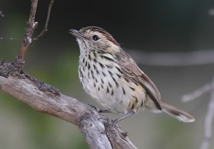 Speckeld_warbler