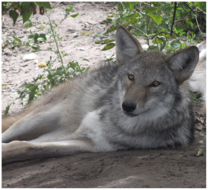 http://en.wikipedia.org/wiki/Coyote#/media/File:Westerncoywolf.png